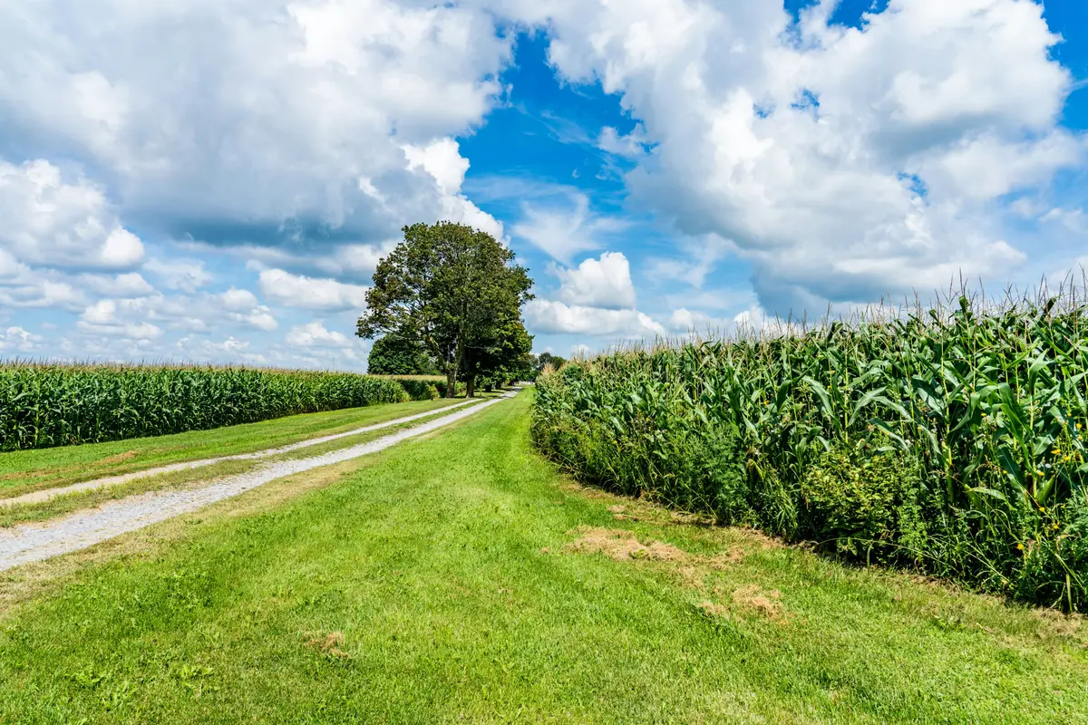 Grüner Feldweg zwischen Maisfeldern unter blauem Himmel mit Wolken