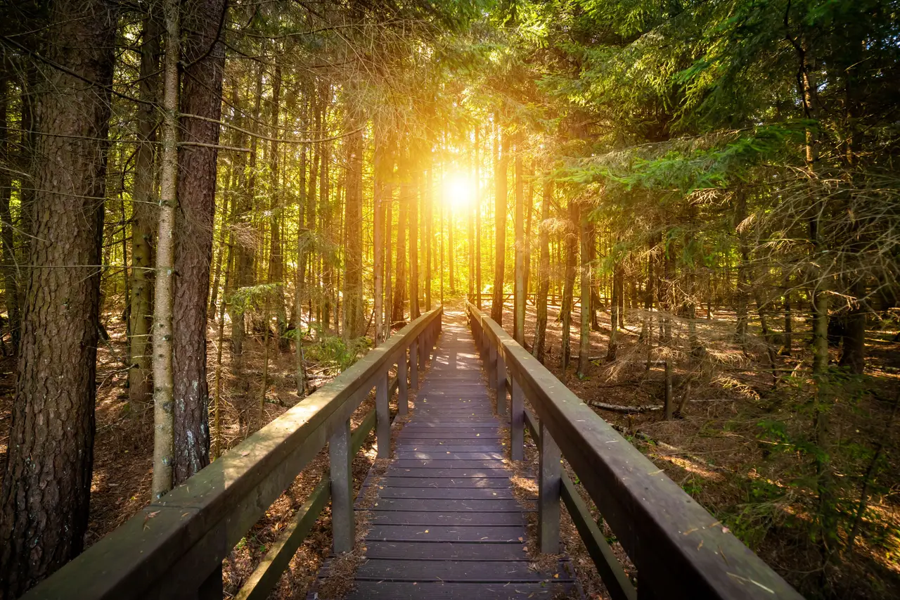 Sonnendurchfluteter Wald mit schmaler Holzbrücke, die zwischen hohen Nadelbäumen hindurchführt.