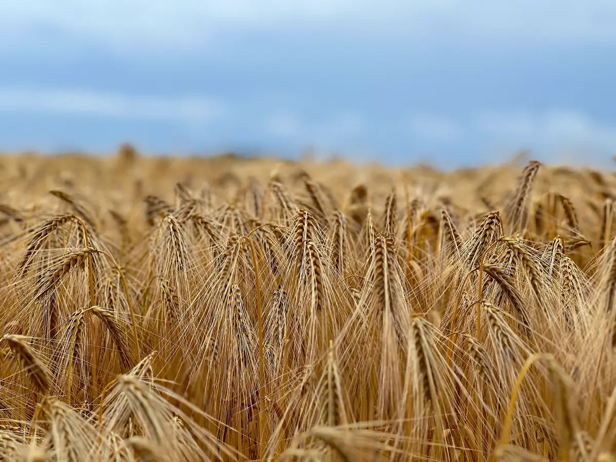 Reifes Getreidefeld mit goldenen Ähren unter blauem Himmel