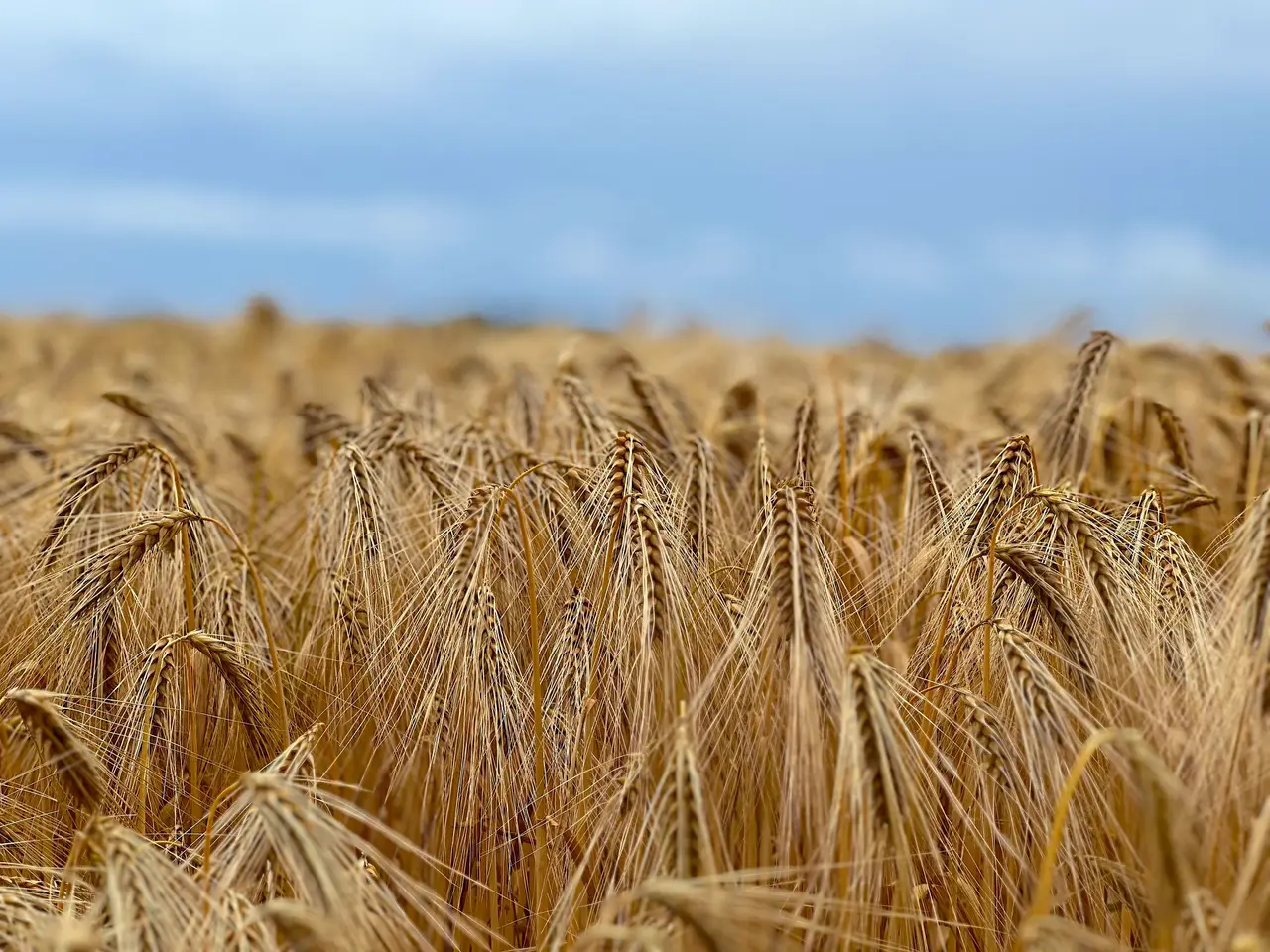 Reifes Getreidefeld mit goldenen Ähren unter blauem Himmel