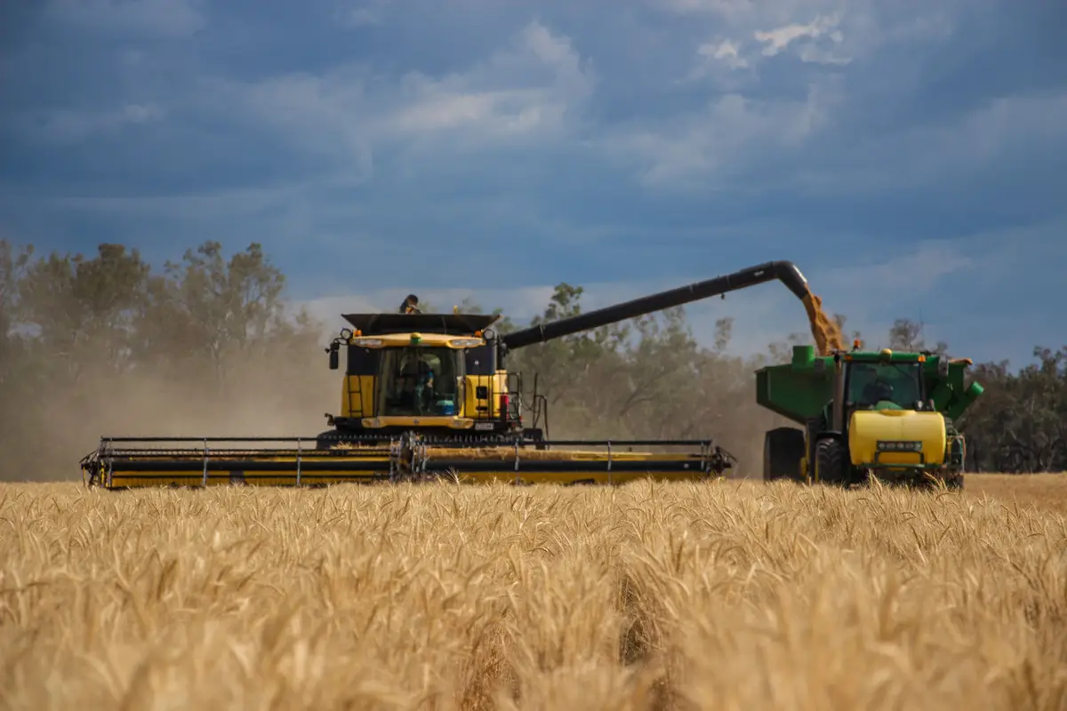 Gelbe Mähbinder erntet Getreide und füllt einen grünen Traktor in einem Feld.