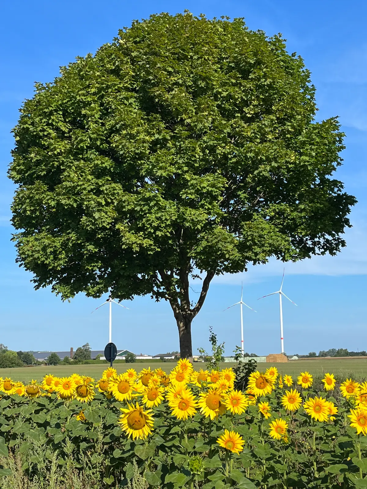 Großer Baum vor Sonnenblumenfeld mit drei Windkraftanlagen im Hintergrund