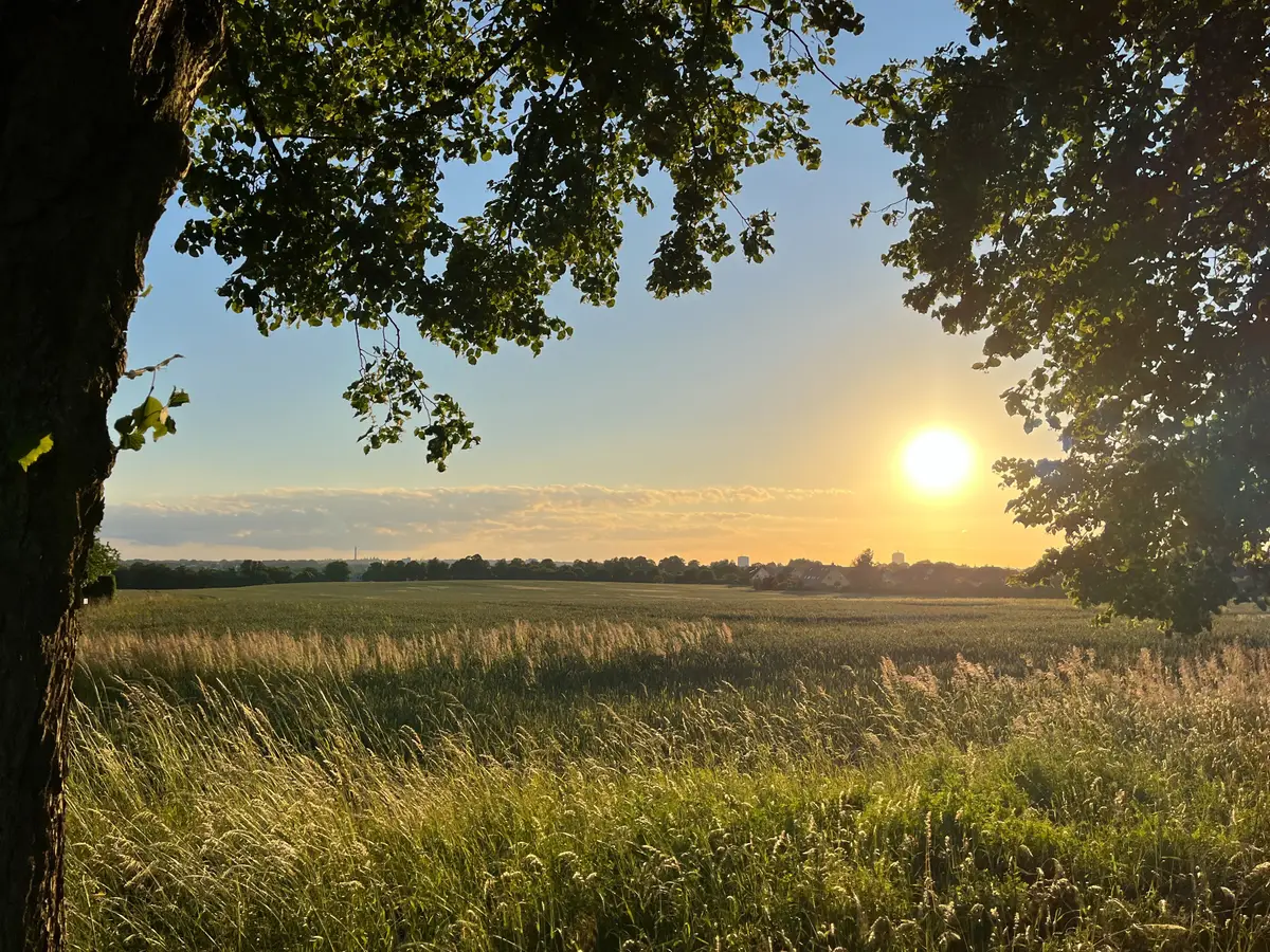 Weitläufiges Feld mit reifem Getreide bei Sonnenuntergang, gerahmt von Baumkronen im Vordergrund.